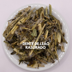 DENTE DE LEÃO