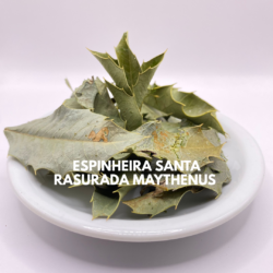 ESPINHEIRA SANTA RASURADA