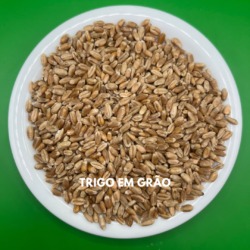 TRIGO GRÃO